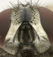 Image of Face Fly