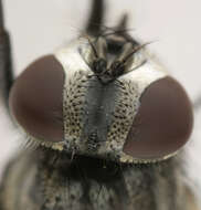 Image of Face Fly