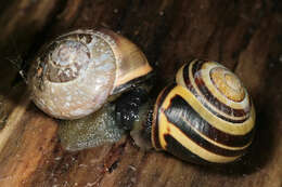 Image of Brown Lipped Snail