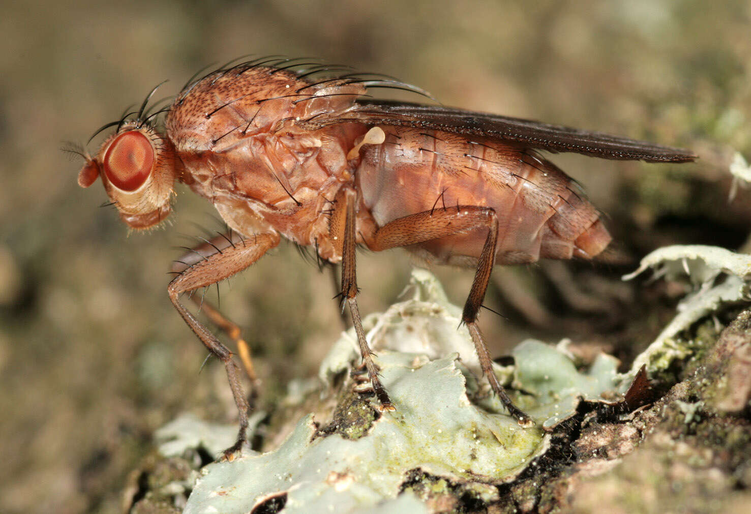 Image of Suillia affinis (Meigen 1830)