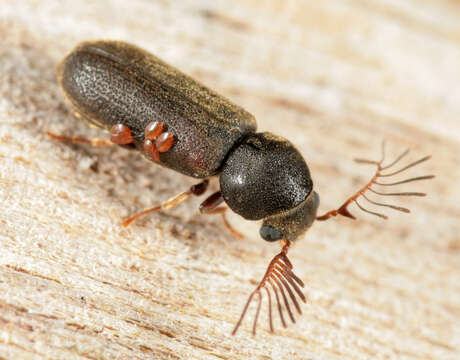 Image of Fan-bearing wood-borer