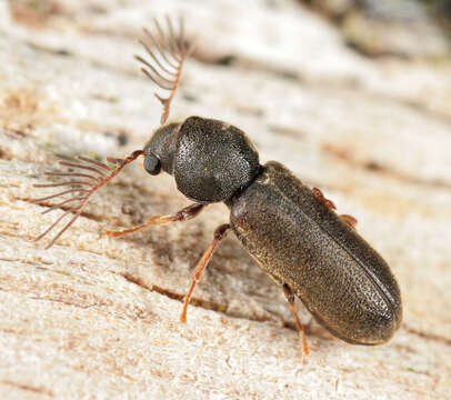 Image of Fan-bearing wood-borer