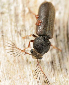 Ptilinus pectinicornis (Linnaeus 1758) resmi