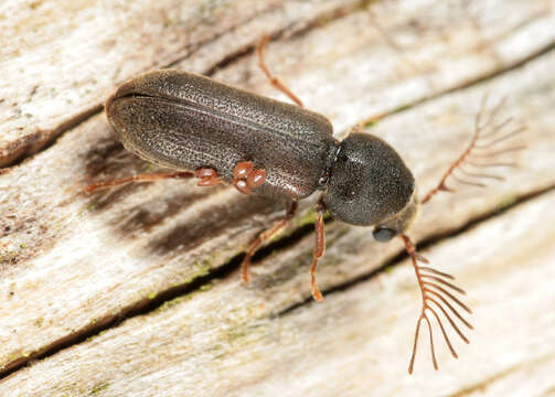 Image of Fan-bearing wood-borer