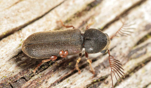 Image of Fan-bearing wood-borer