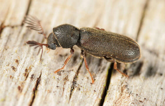 Image of Fan-bearing wood-borer