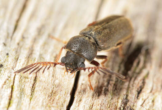 Ptilinus pectinicornis (Linnaeus 1758) resmi