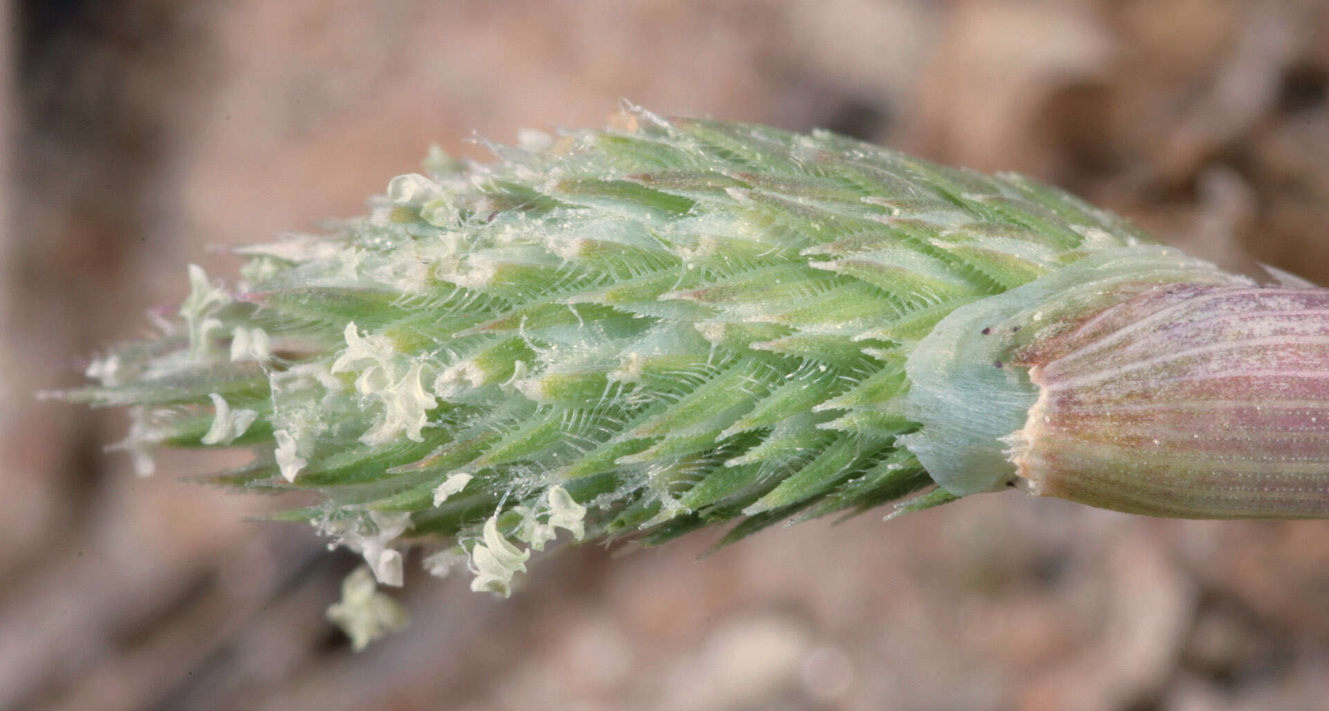 Image of Phleum arenarium L.