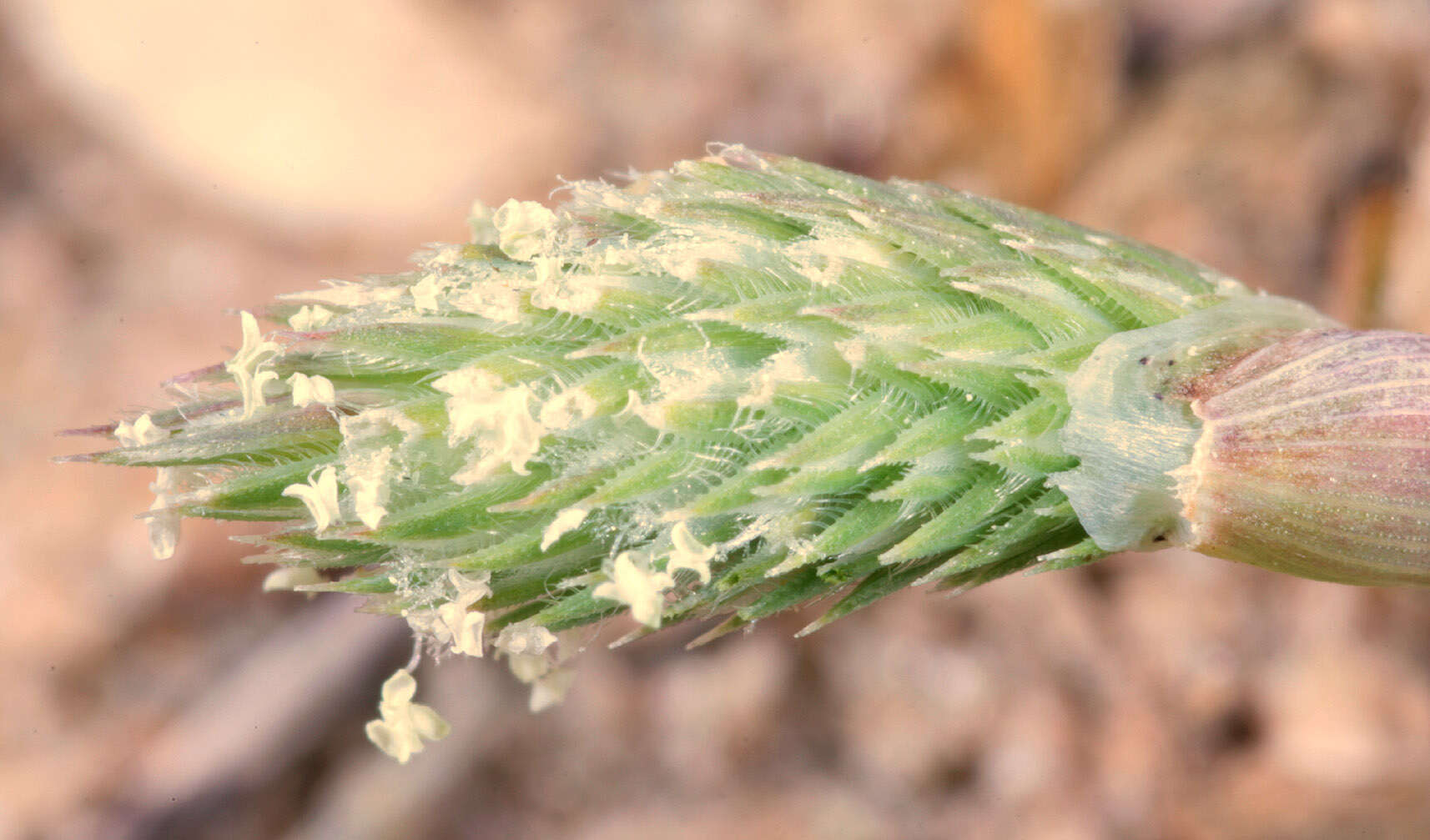 Image of Phleum arenarium L.