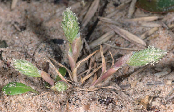 Image of Phleum arenarium L.