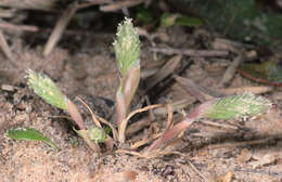 Image of Phleum arenarium L.