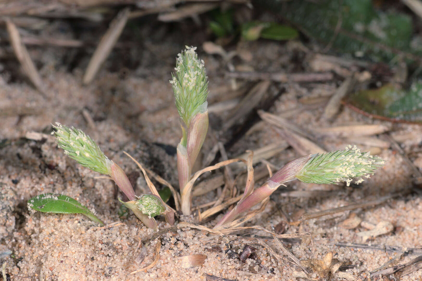 Image of Phleum arenarium L.