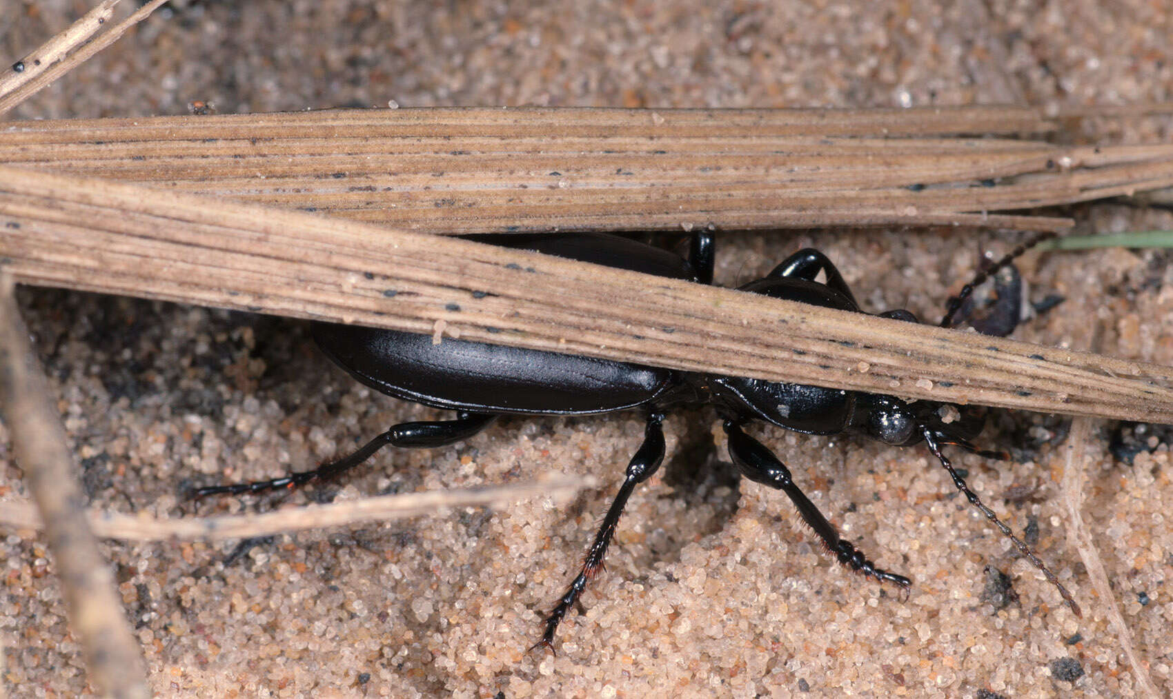 Image of Broscus (Broscus) cephalotes (Linnaeus 1758)