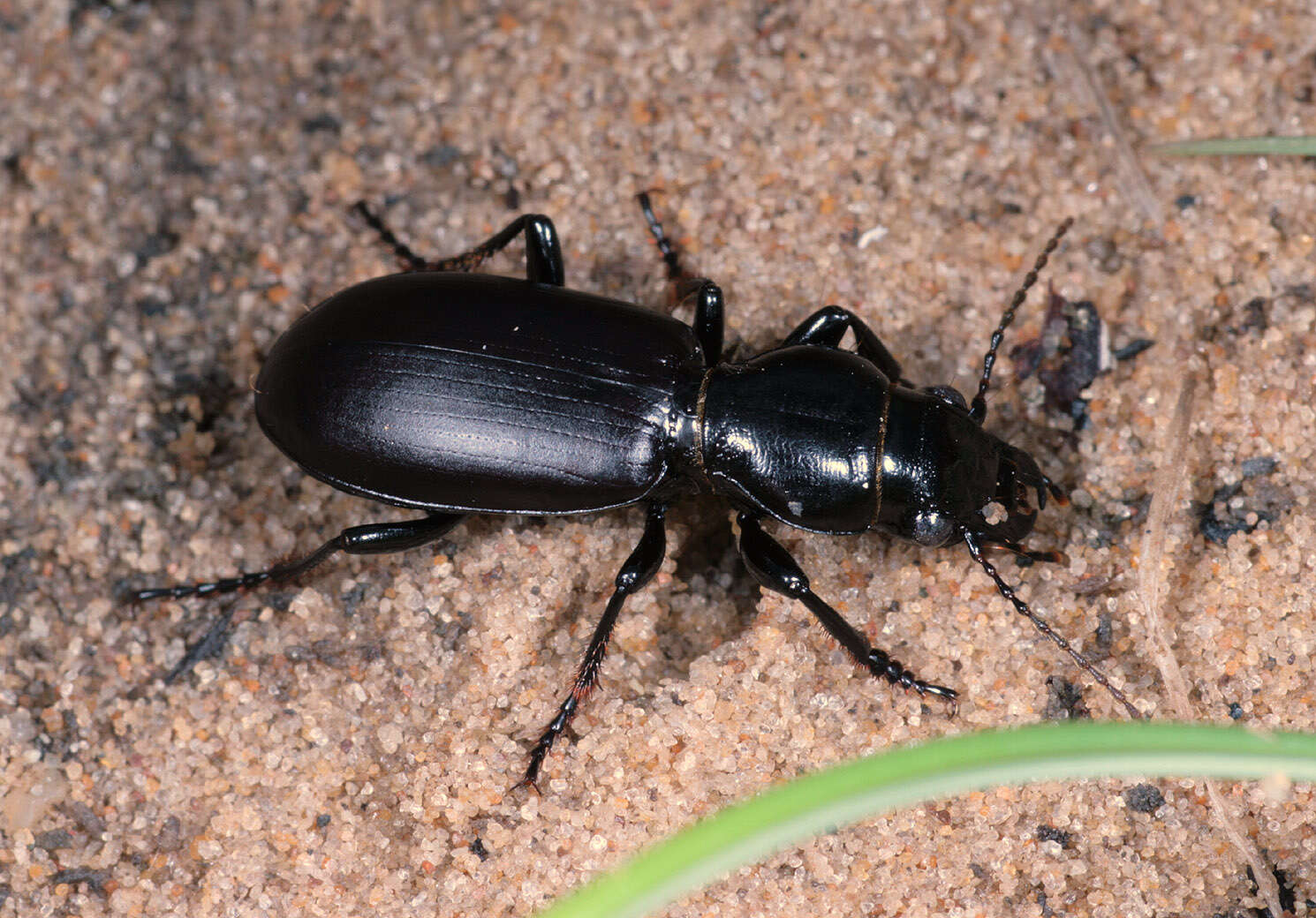 Image of Broscus (Broscus) cephalotes (Linnaeus 1758)