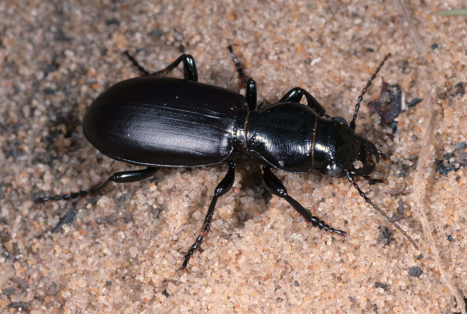 Image of Broscus (Broscus) cephalotes (Linnaeus 1758)