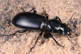 Image of Broscus (Broscus) cephalotes (Linnaeus 1758)