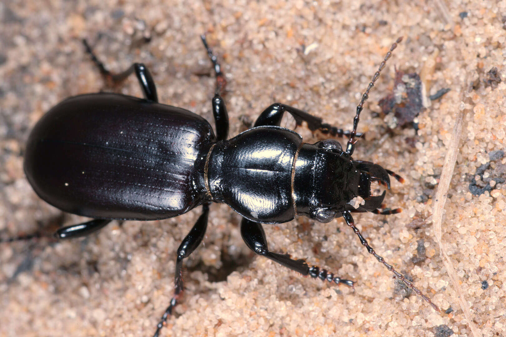 Image of Broscus (Broscus) cephalotes (Linnaeus 1758)