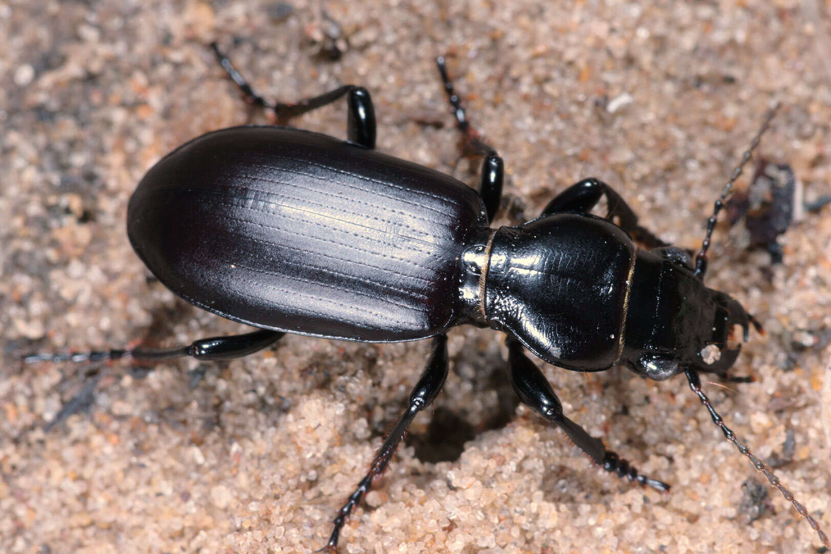 Image of Broscus (Broscus) cephalotes (Linnaeus 1758)