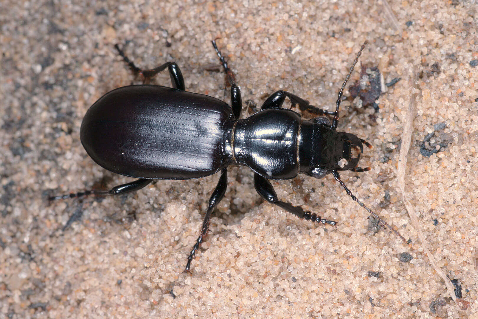 Image of Broscus (Broscus) cephalotes (Linnaeus 1758)