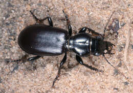 Image of Broscus (Broscus) cephalotes (Linnaeus 1758)