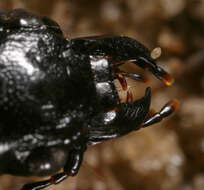 Image of Broscus (Broscus) cephalotes (Linnaeus 1758)