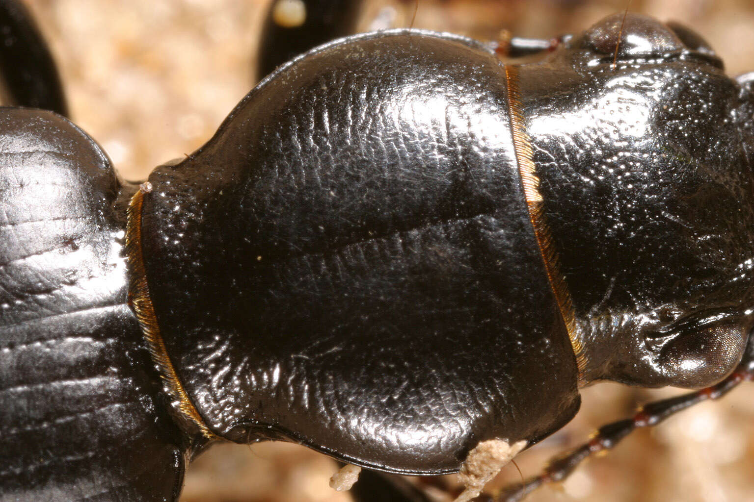 Image of Broscus (Broscus) cephalotes (Linnaeus 1758)