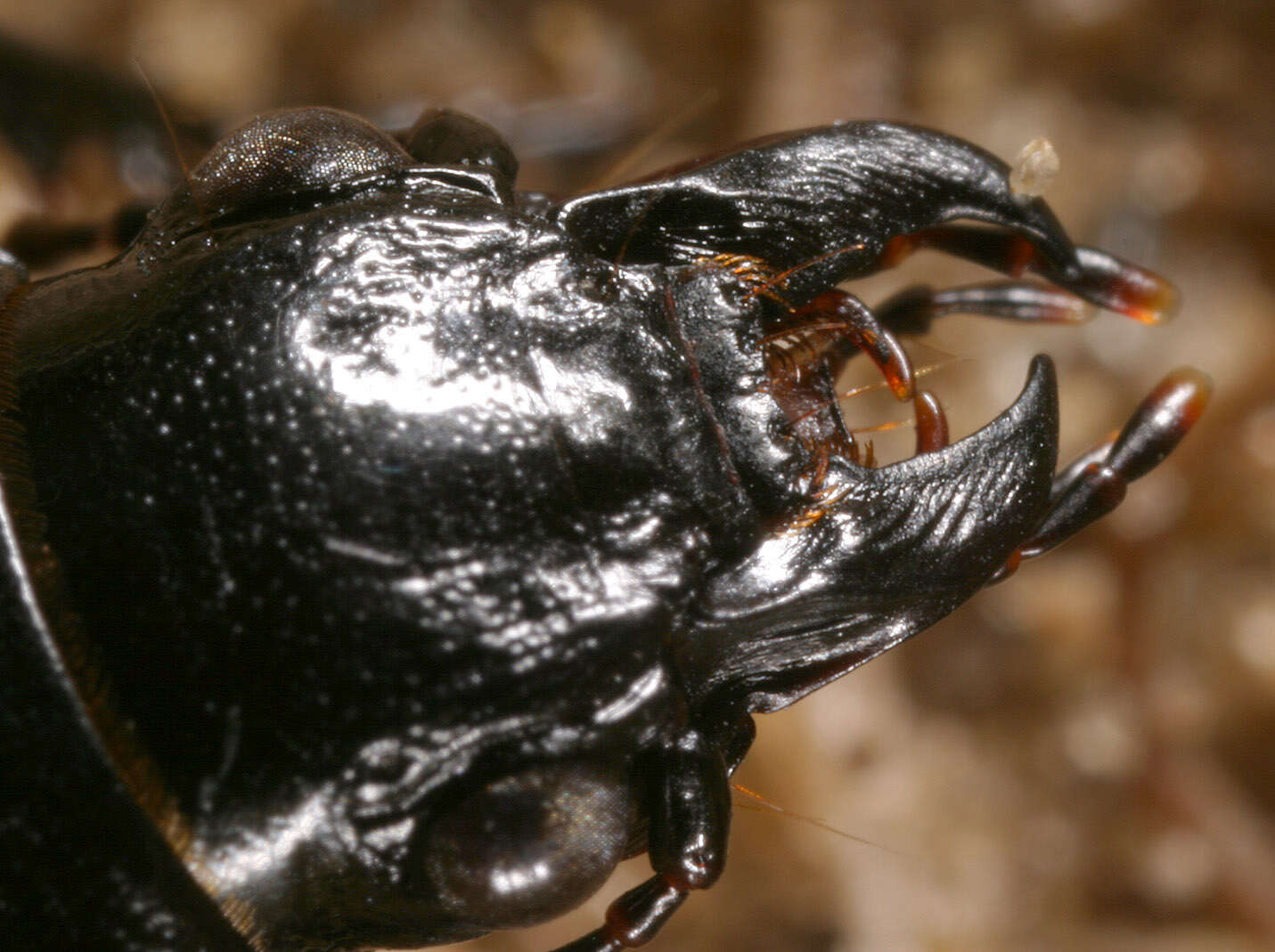 Image of Broscus (Broscus) cephalotes (Linnaeus 1758)