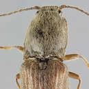 Image of Athous haemorrhoidalis