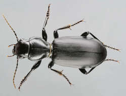 Image of Broscus (Broscus) cephalotes (Linnaeus 1758)