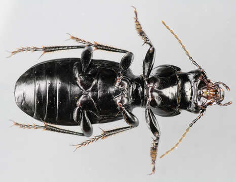 Image of Broscus (Broscus) cephalotes (Linnaeus 1758)