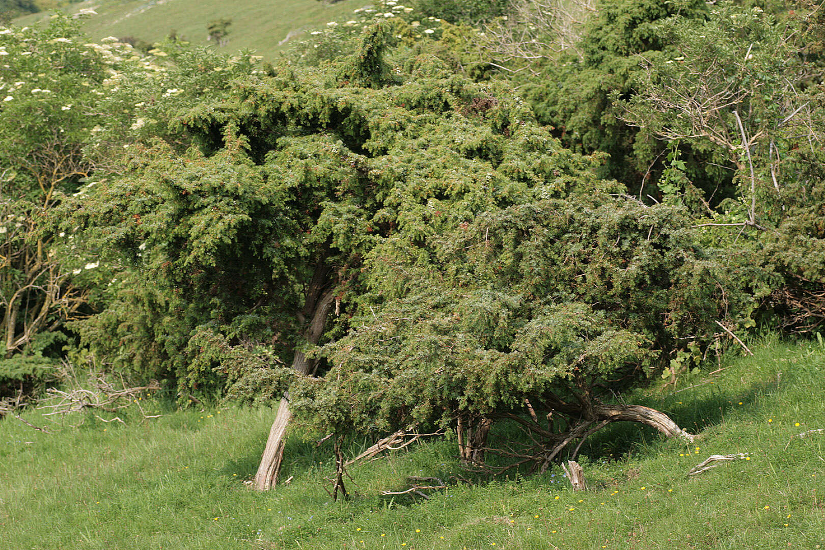 Imagem de Juniperus communis var. communis