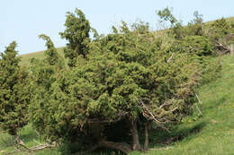 Imagem de Juniperus communis var. communis