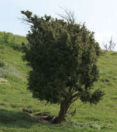 Imagem de Juniperus communis var. communis