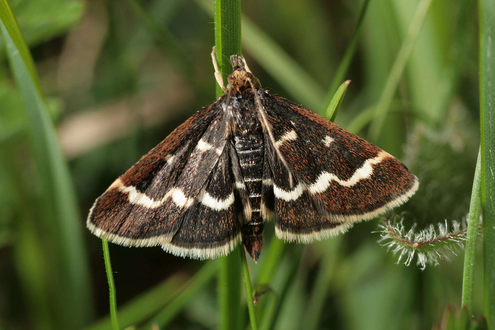 Imagem de Pyrausta nigrata Scopoli