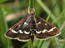 Image of Pyrausta nigrata Scopoli