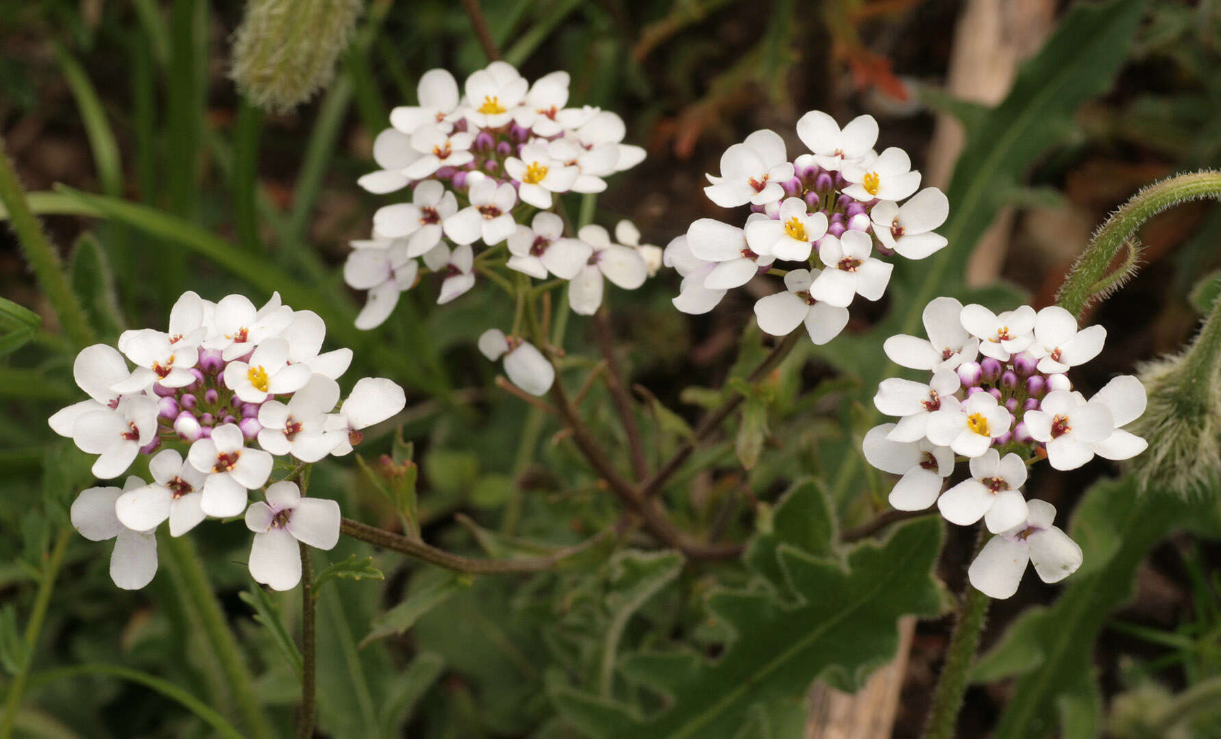 Plancia ëd Iberis amara L.