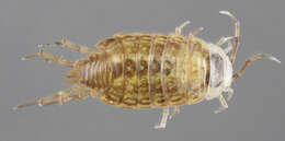 Image of Philoscia Latreille 1804