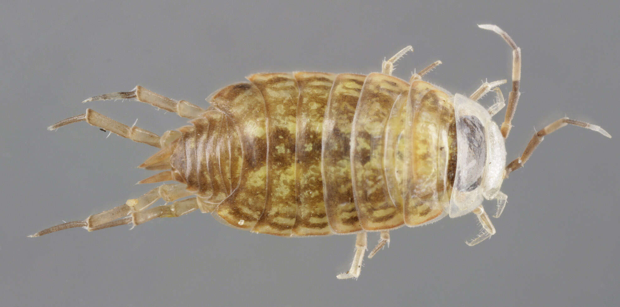 Image of Philoscia Latreille 1804