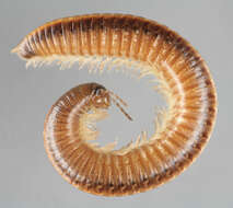 Image of Striped Millipede