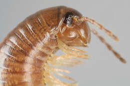 Image of Striped Millipede