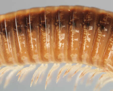 Image of Striped Millipede