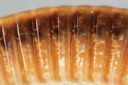 Image of Striped Millipede