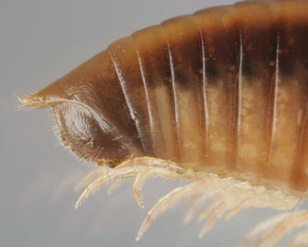 Image of Striped Millipede
