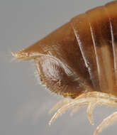 Image of Striped Millipede