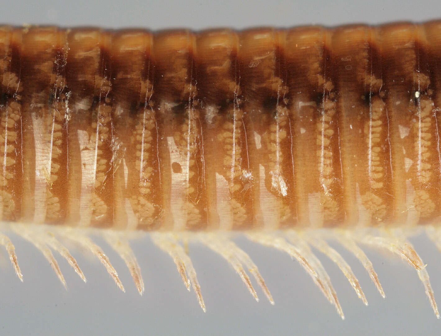 Image of Striped Millipede