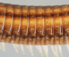 Image of Striped Millipede