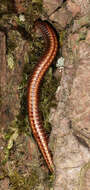 Image of Striped Millipede