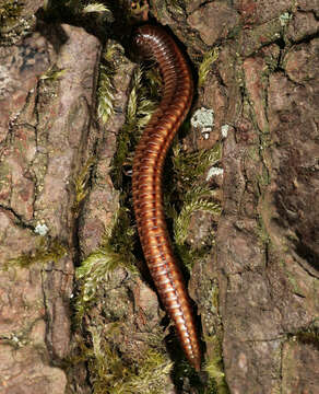 Image of Striped Millipede