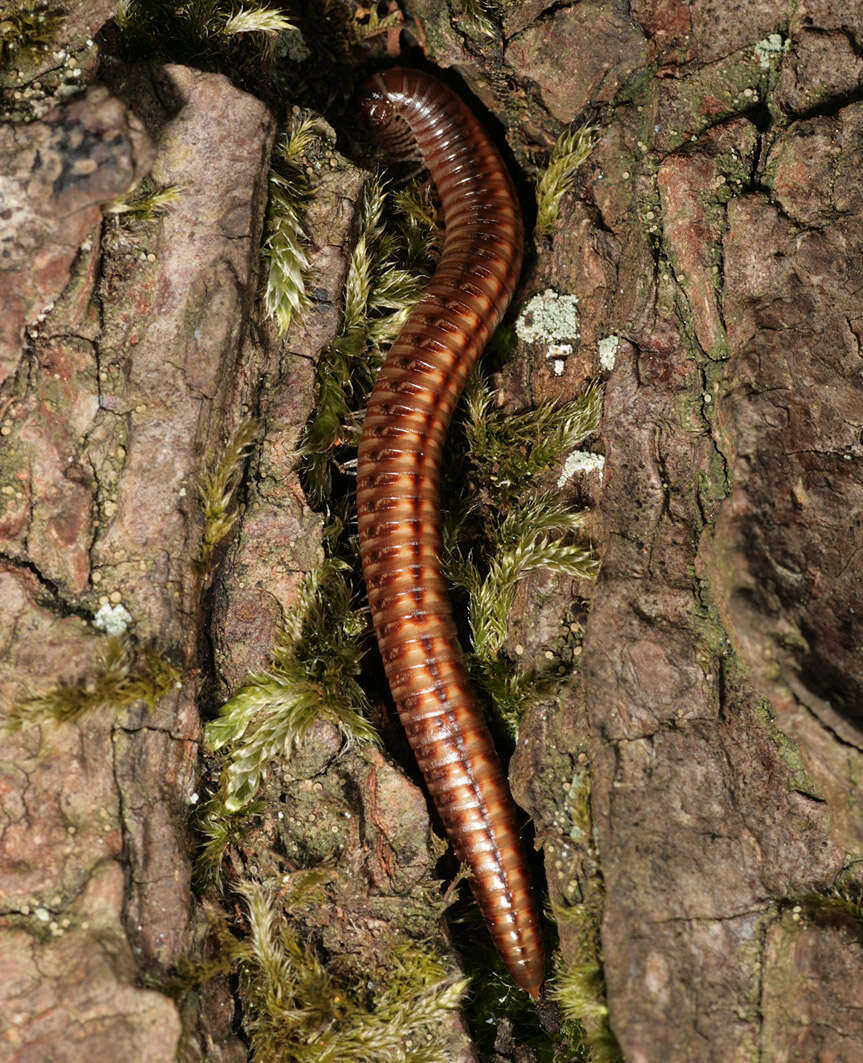 Image of Striped Millipede