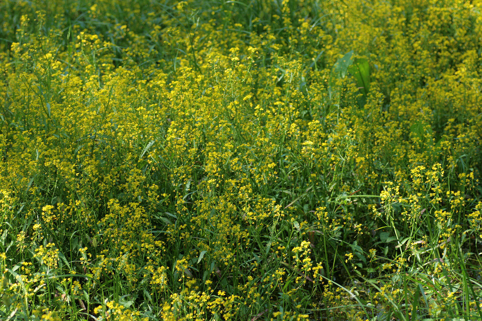 Image of Great Yellow-cress